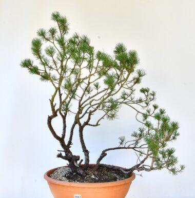 Pinus mugo, Bergkiefer