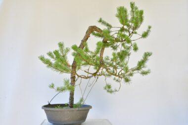 Pinus sylvestris, Waldkiefer