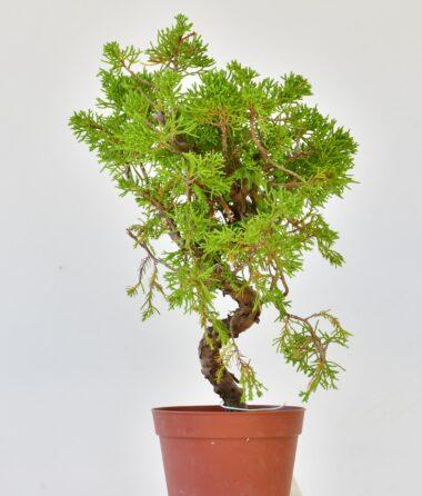 Juniperus itogawa