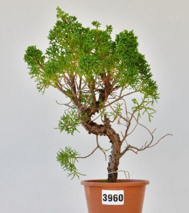 Juniperus itogawa