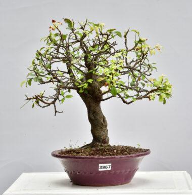 Prunus, Mirabellenbaum