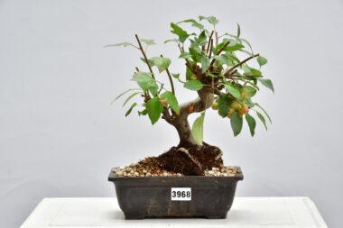 Malus