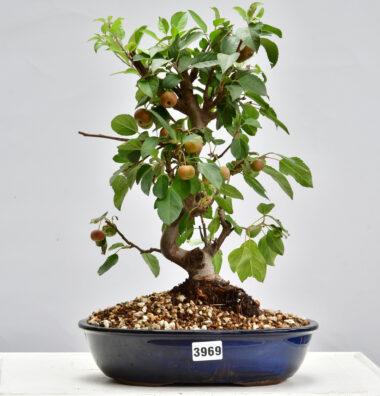 Malus, Apfelbaum
