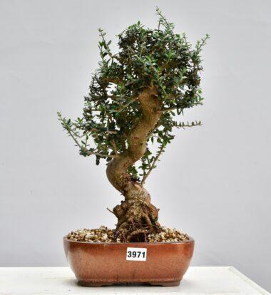 Olivenbaum
