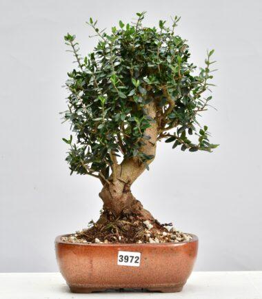 Olivenbaum