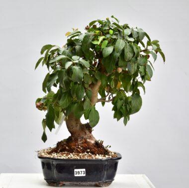 Malus, Apfelbaum