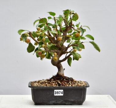 Malus, Apfelbaum