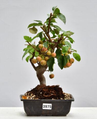 Malus, Apfelbaum