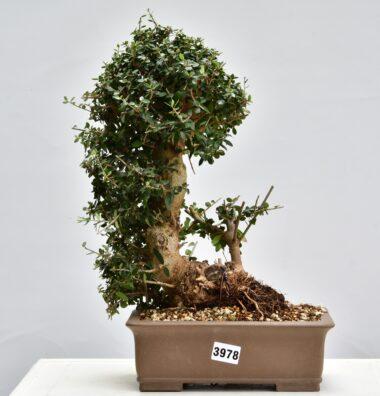 Olivenbaum