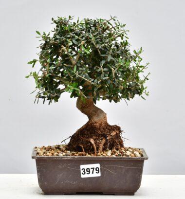 Olivenbaum