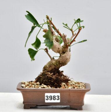 Ginkgo biloba