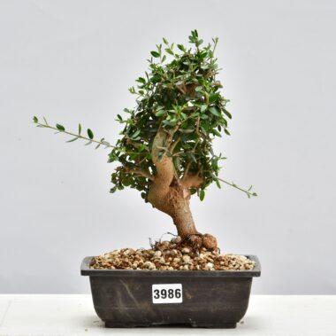 Olivenbaum