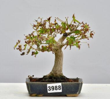 Acer Yamamomiji