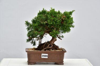 Juniperus chinensis Kyushu
