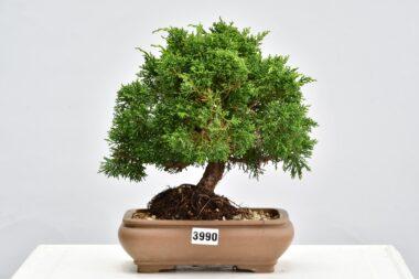 Juniperus chinensis Kyushu