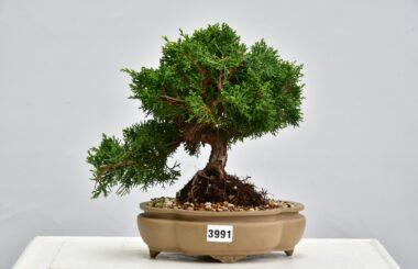 Juniperus chinensis Kyushu