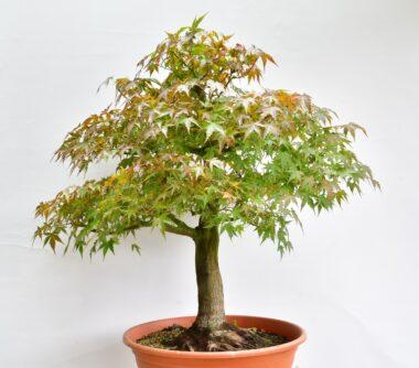 Acer palmatum