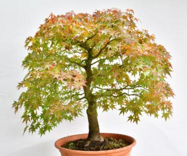 Acer palmatum