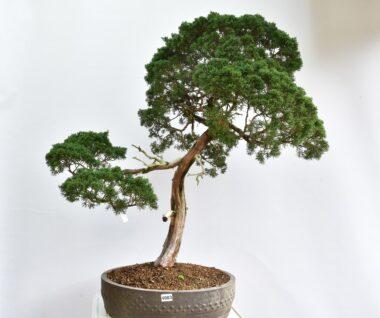 Juniperus chinensis